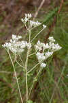 Rough boneset